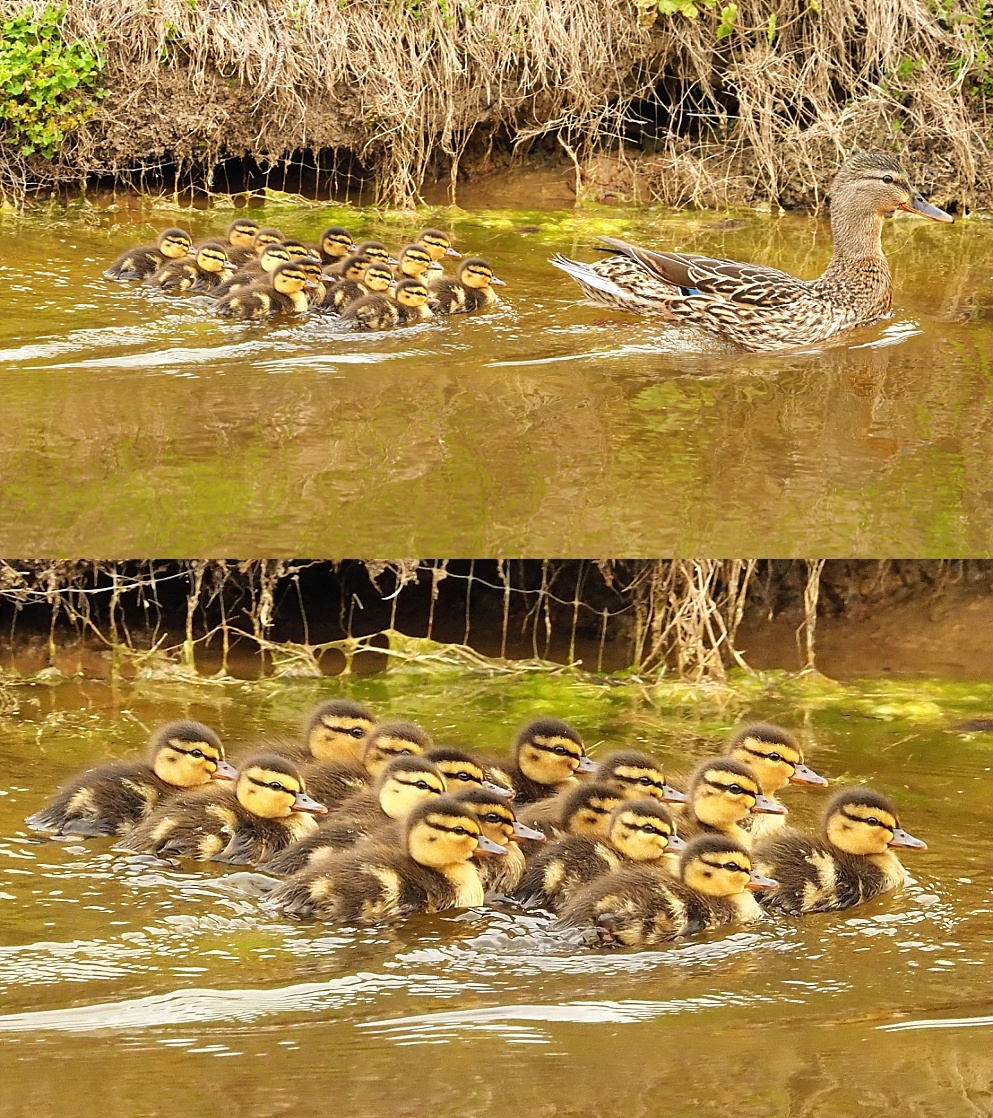 16 ducklings with their mom