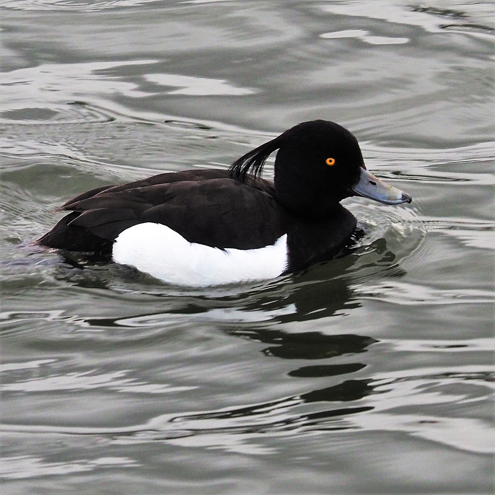 White and black duck with tuft of feathers at back of head.