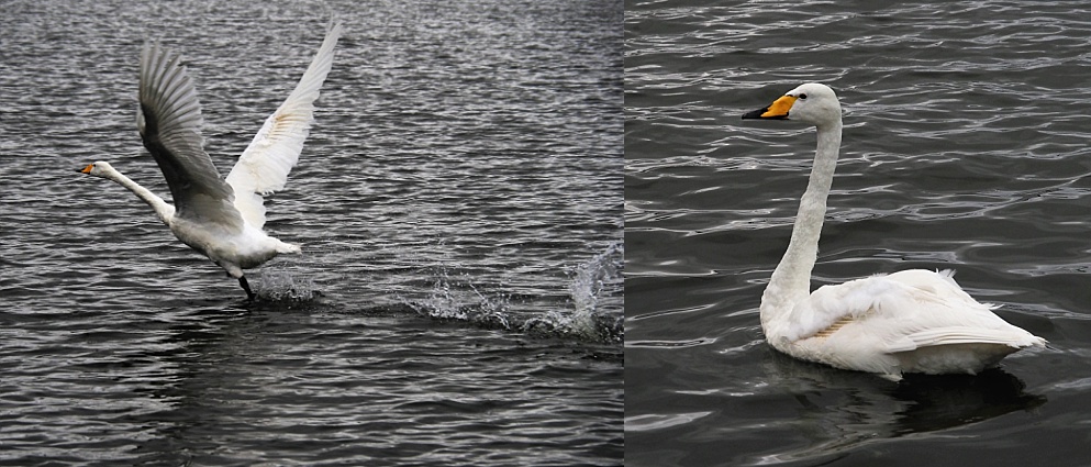 Whooper swan, floating and lifting off