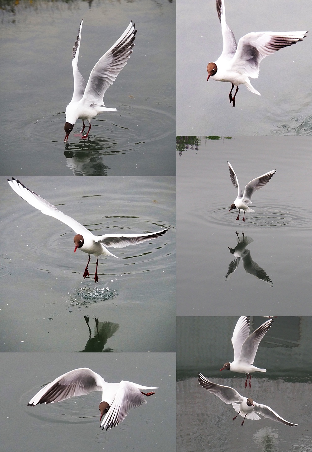 Collage of black-headed gulls in flight