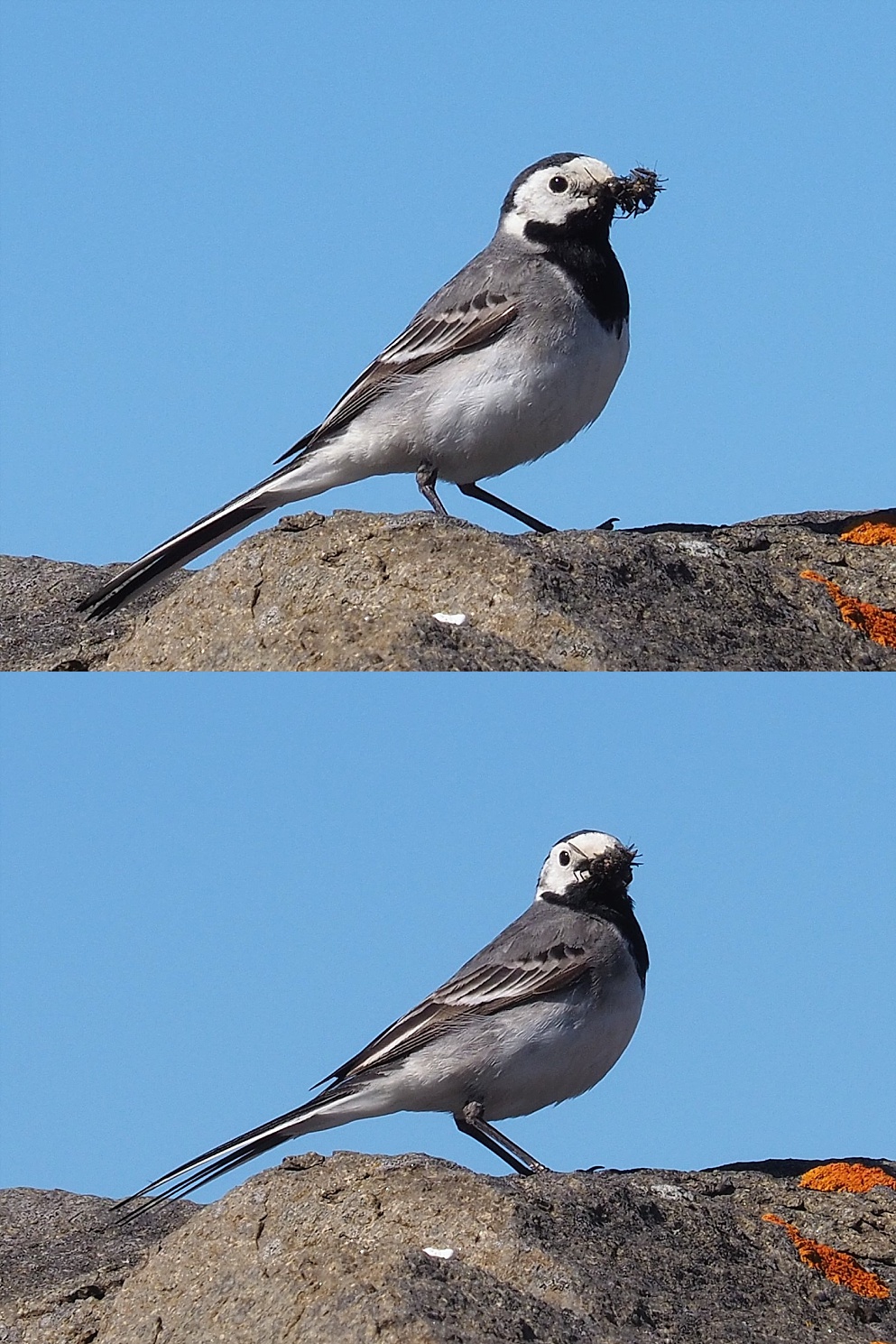 2 views of white wagtail with a beakful of something