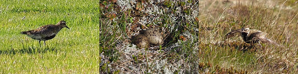 Fuzzy, long-distance shots of golden plovers and eggs in the nest