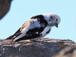 Snow bunting on a rock