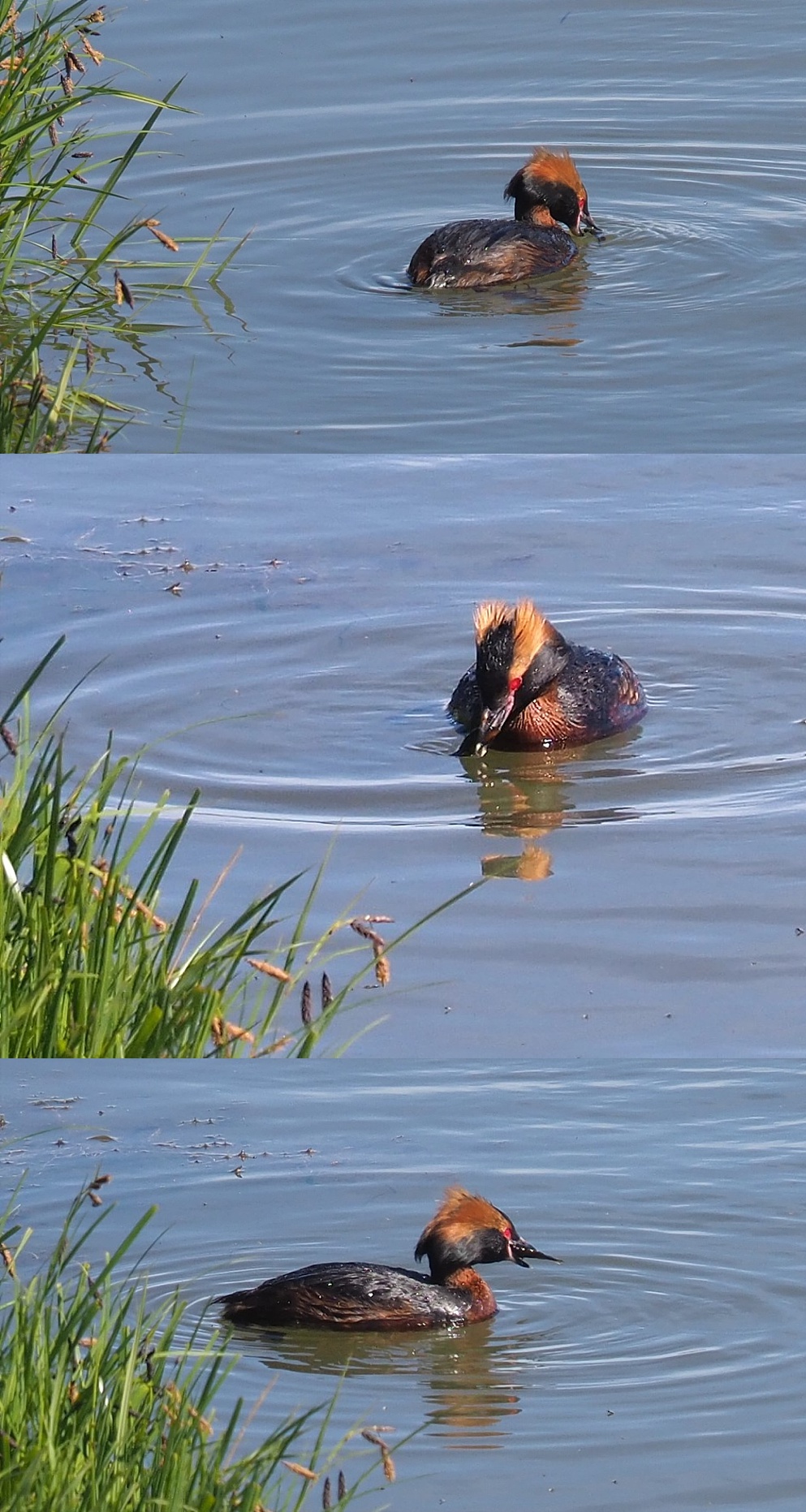 Series of slavonian (horned) grebe