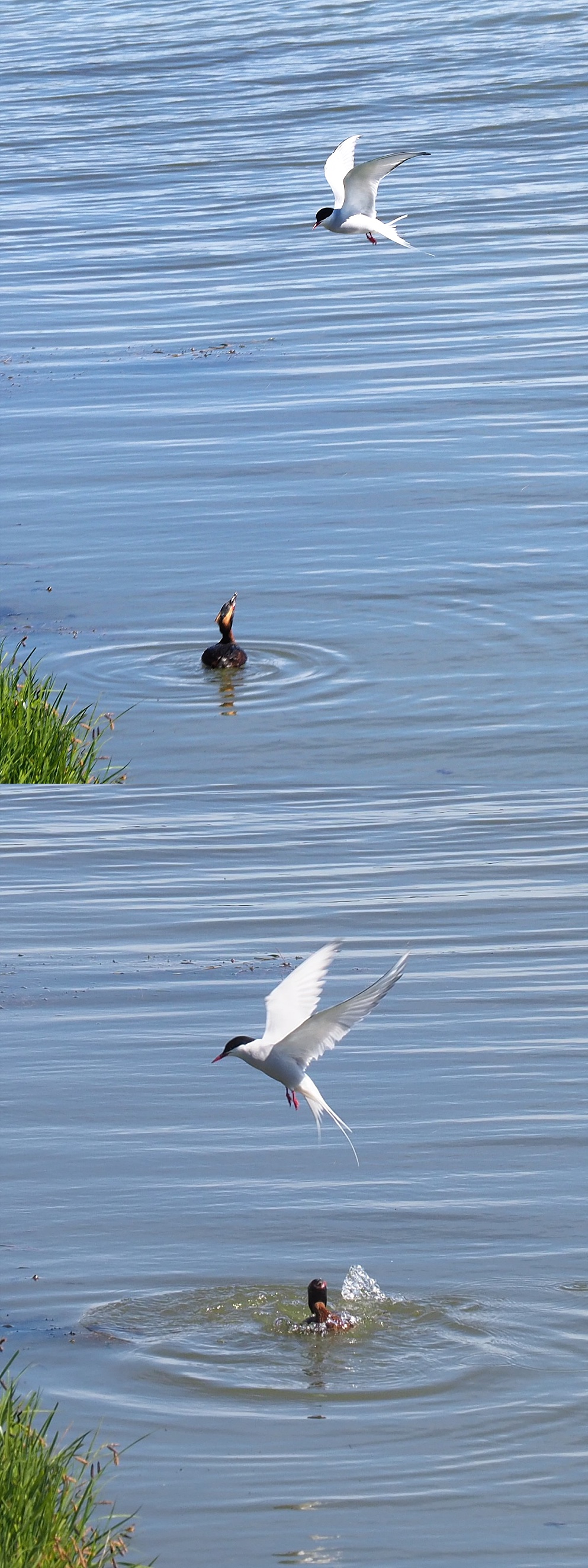 Arctic tern hassling a horned grebe