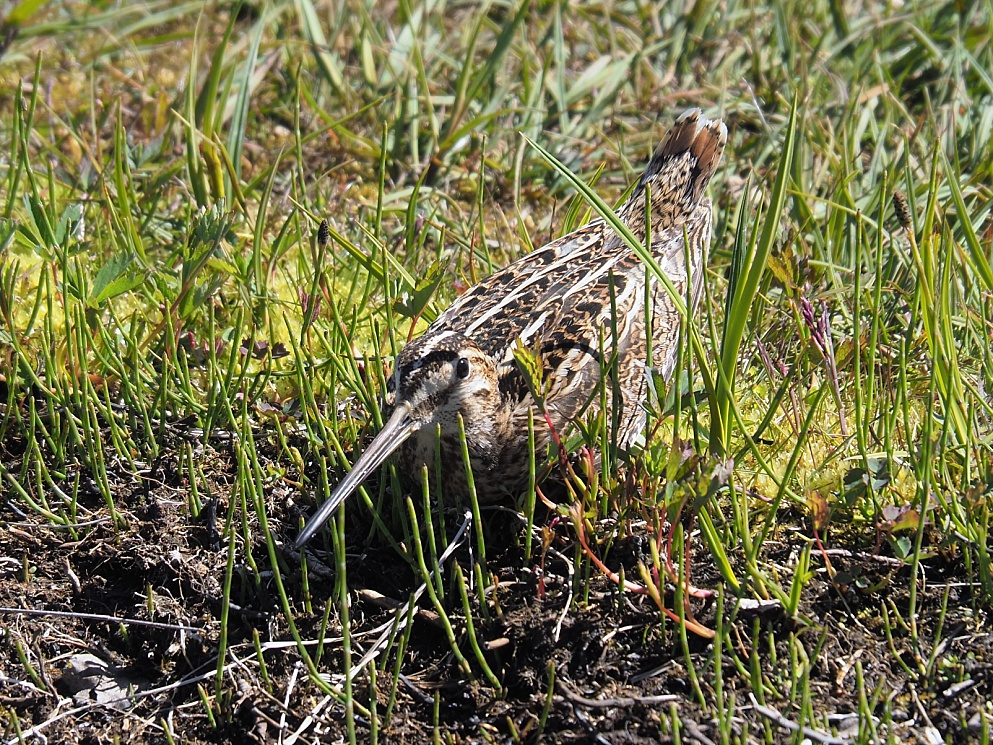 Common snipe, well camouflaged in grass