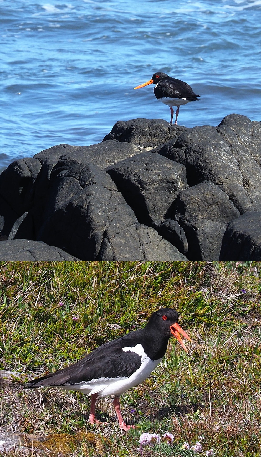 Views of oystercatchers on shoreline and in a field