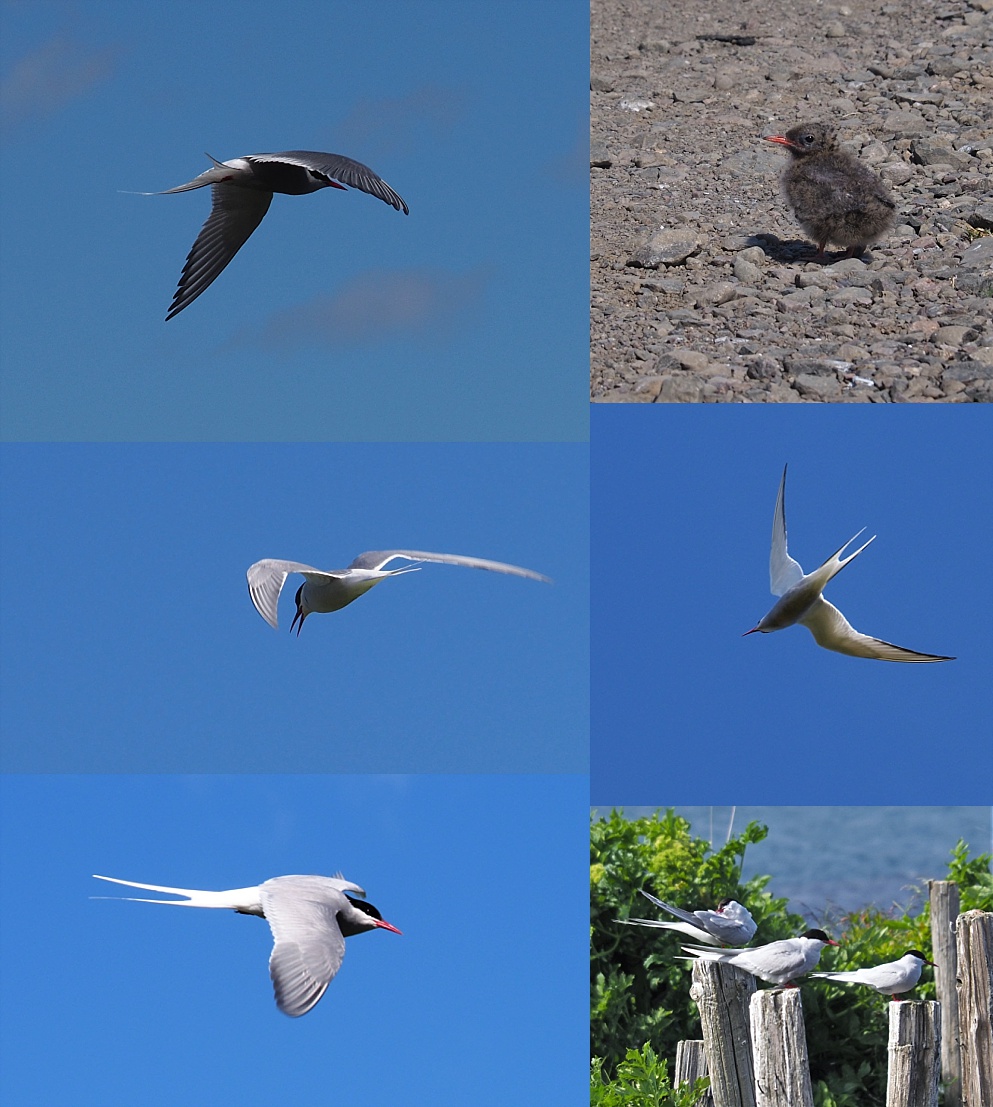 Collage of Arctic terns defending nesting area