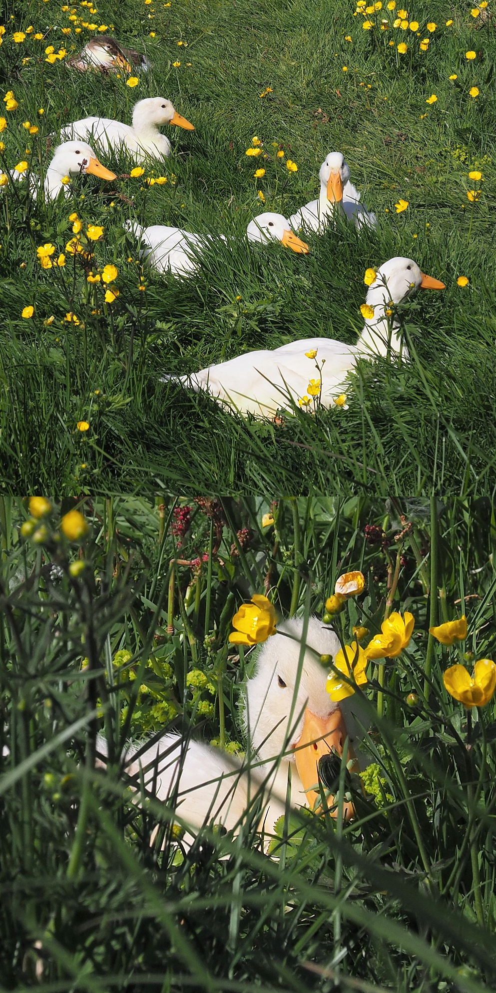 Collage of domestic geese, resting in grassy field