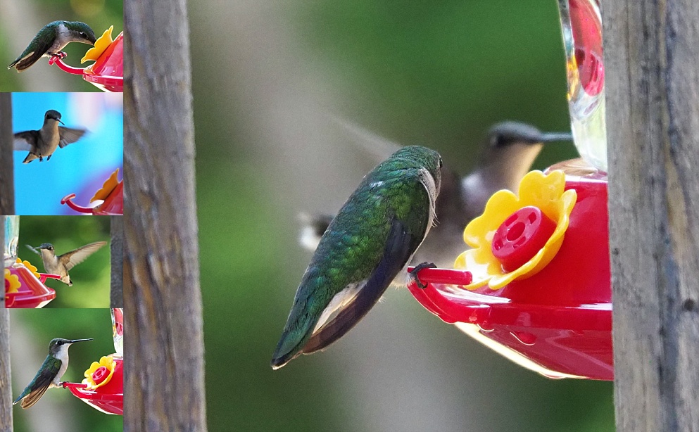 Collage of hummingbirds at feeder