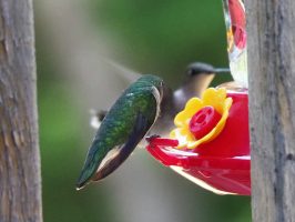 Hummingbird at feeder and photo-bomber in background