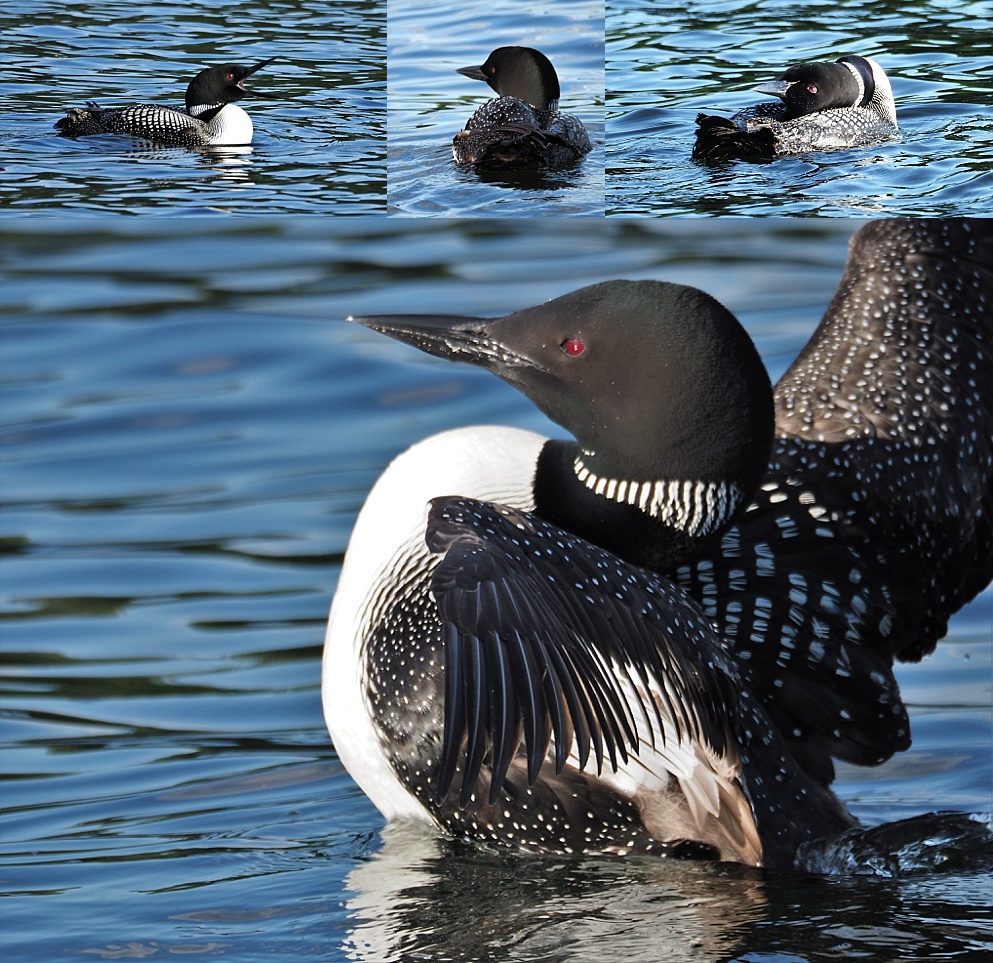 4 -photo collage of common loons in late-afternoon sunlight