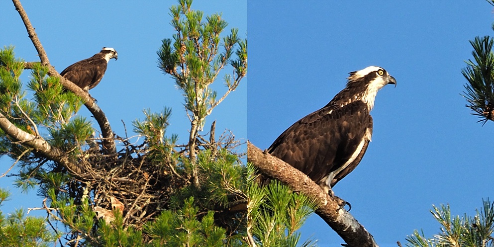 2-photo collage of adult osprey in tree-top nest