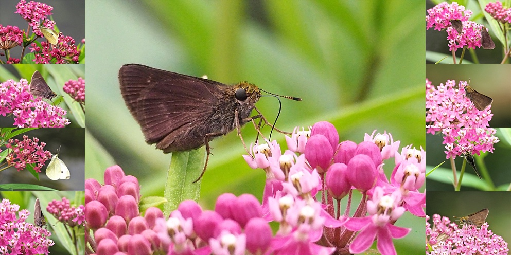 Colage of 2 butterfly species in Ontario