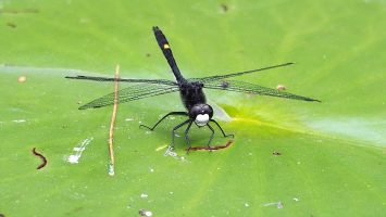 Black dragonfly on green lily pad