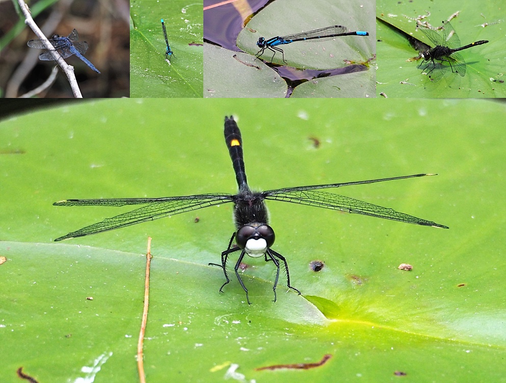 Collage of 3 species of dragon- and damselflies