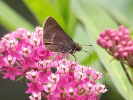 Close-up of brown butterfly on pink flowers.