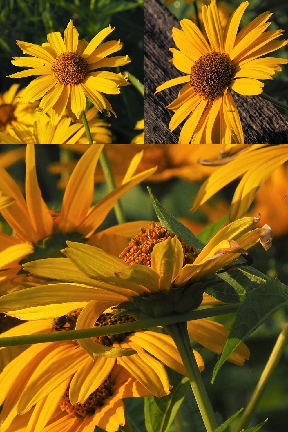 3-photo collage of black-eyed susans