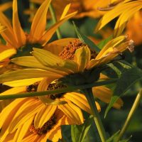 Close-up and side view of black-eyed susans