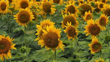 Close-up of field of sunflowers