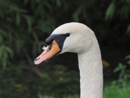 Close-up headshot of mute swan