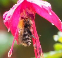 Honey bee with head stuck into pink fuchsia flower