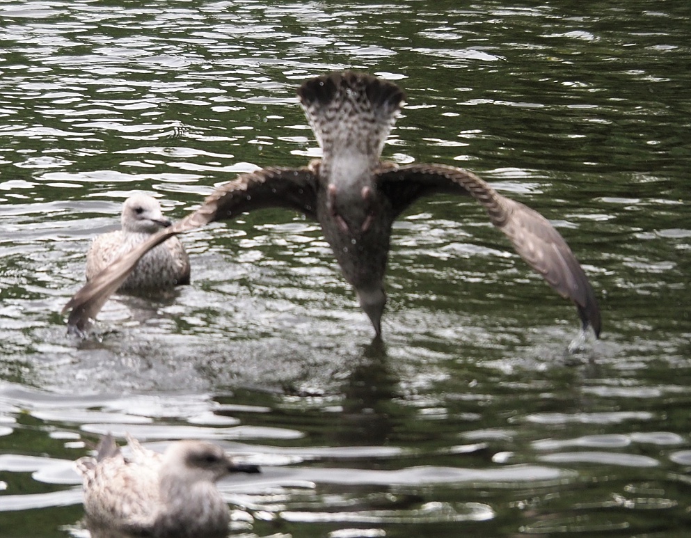 Fuzzy phot of gull diving beak first into a pond