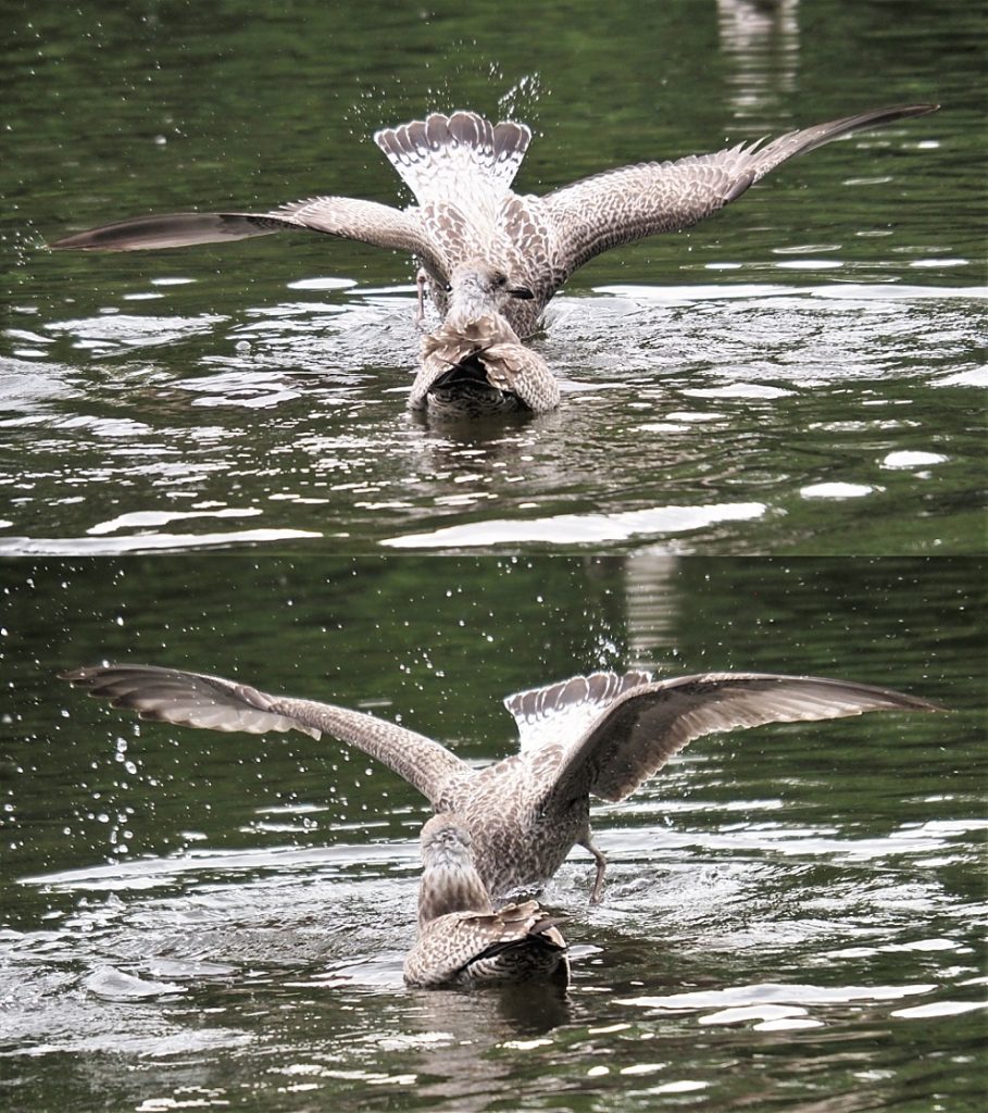Gulls diving headfirst into pond