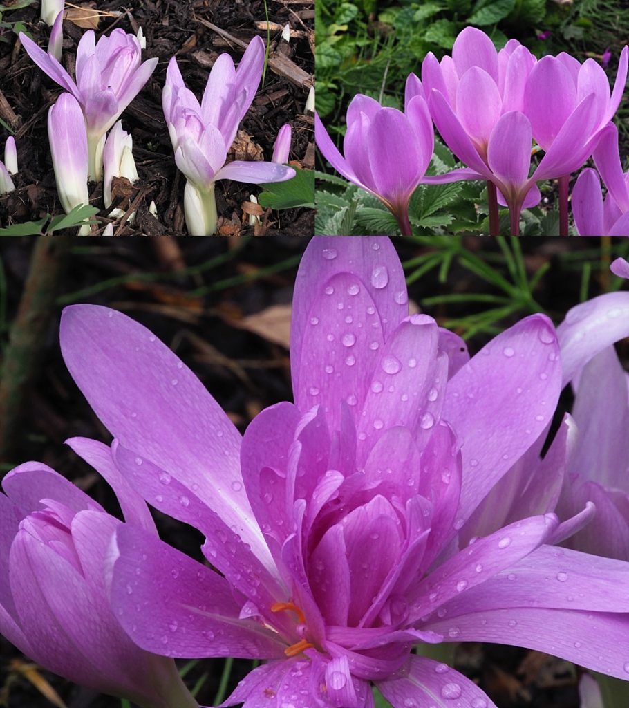 3-photo collage of presumed autumn crocus