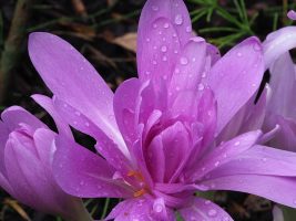 Close-up of purple autumn crocus