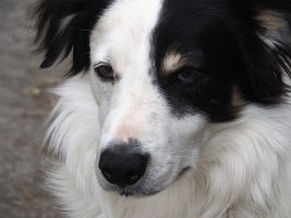 Close-up of border collie