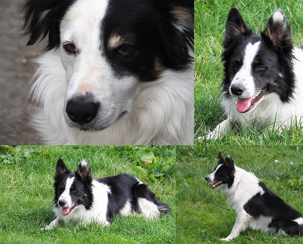 4-photo collage of border collie
