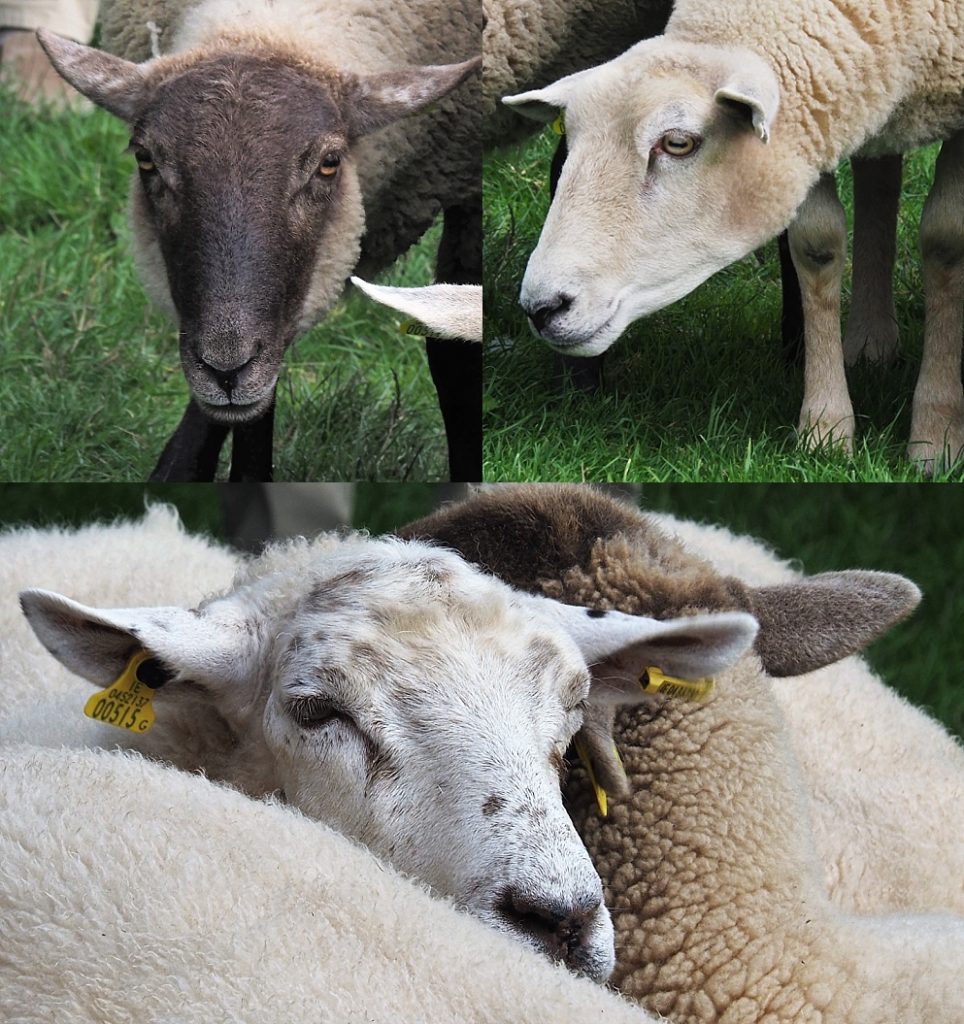 3-photo collage of sheep jammed together