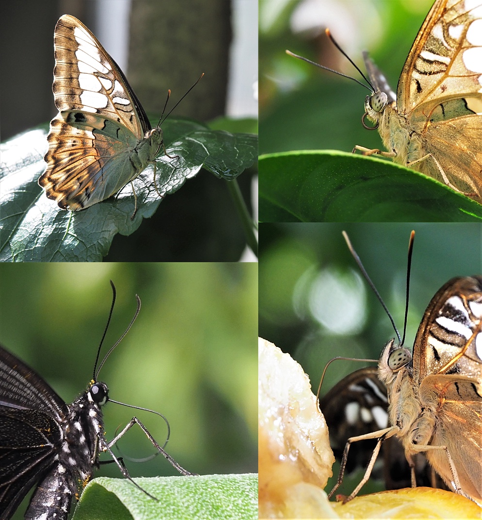 4-photo collage of side view of butterflies