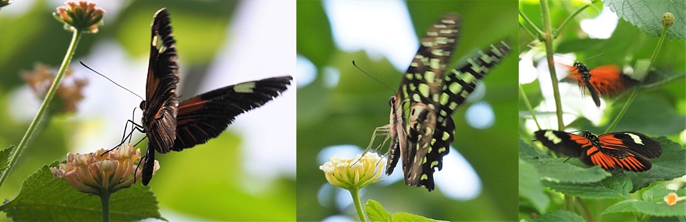 3-photo collage of butterflies with implied and actual motion.