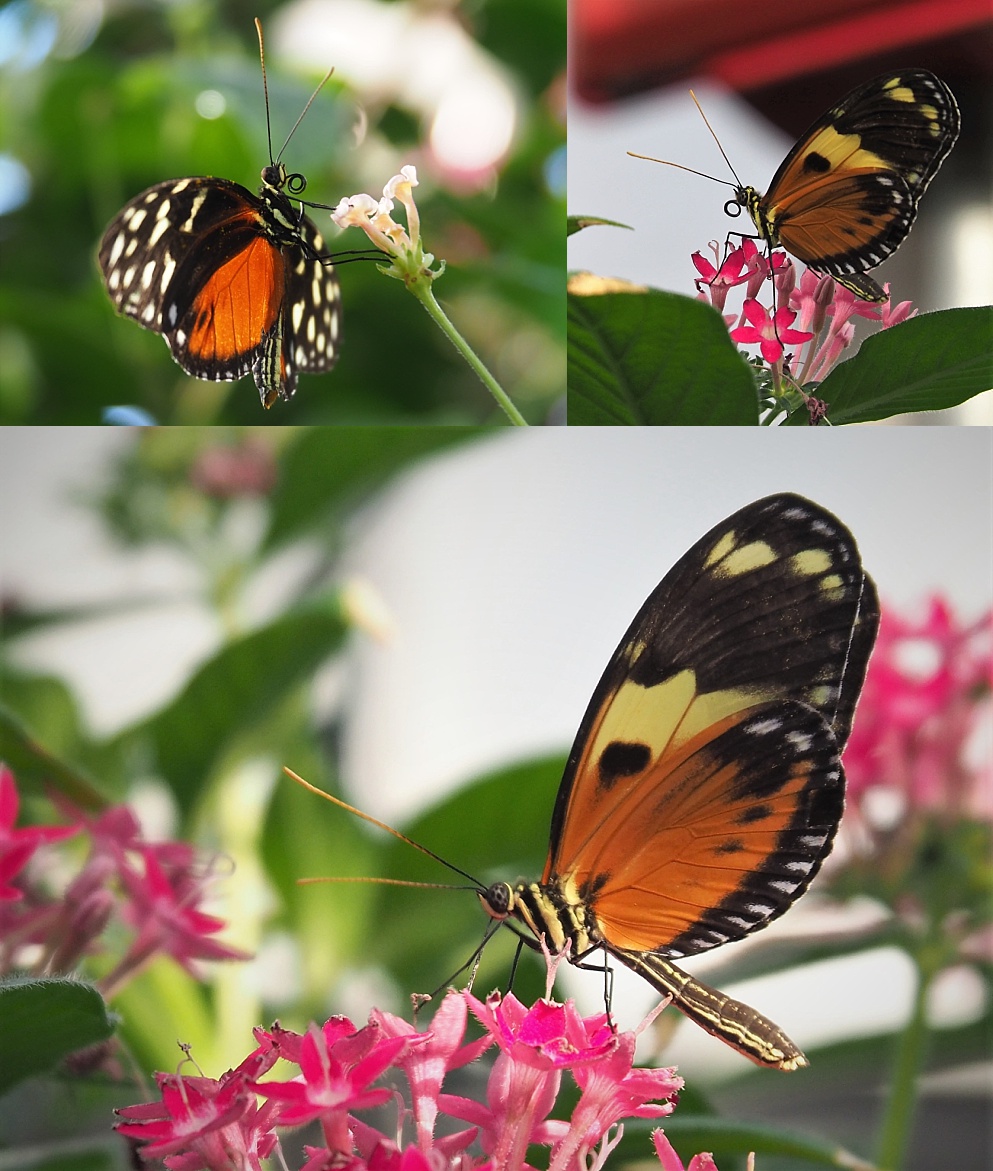 3-photo collage of orange & black butterflies