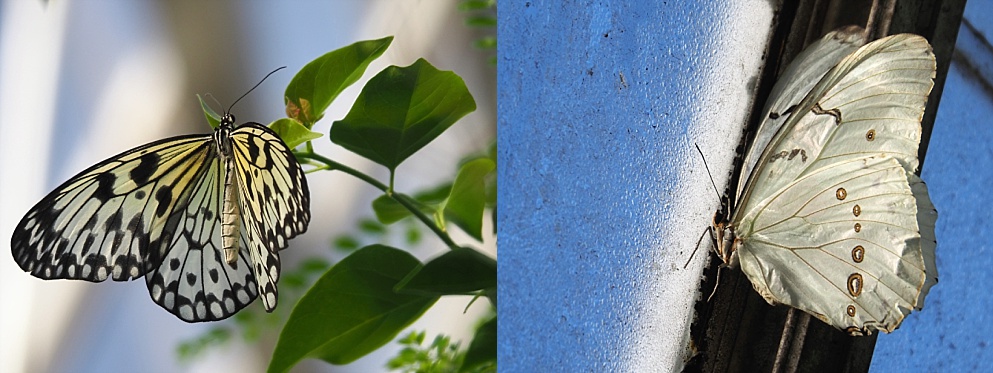 2-photo collage of white butterflies