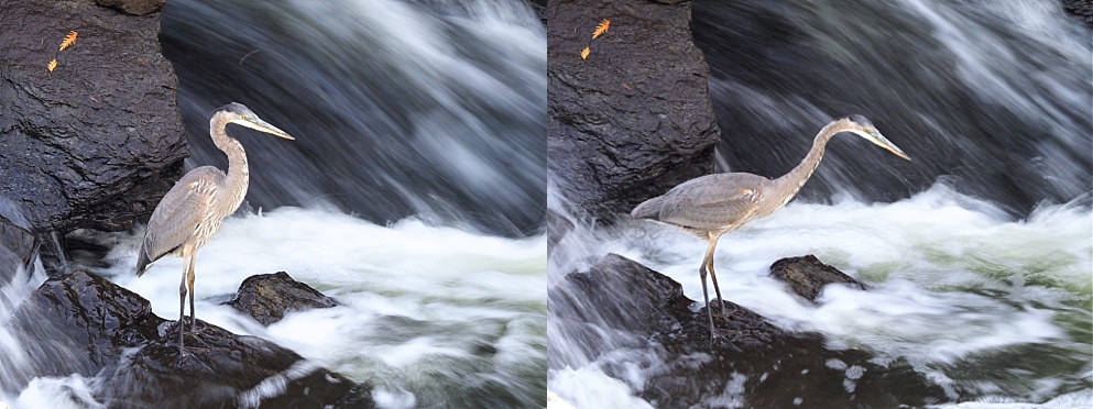 2-photo collage with great blue heron and time lapse of falling water