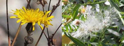 2-photo collage of weeds flowering and in seed in mid-October