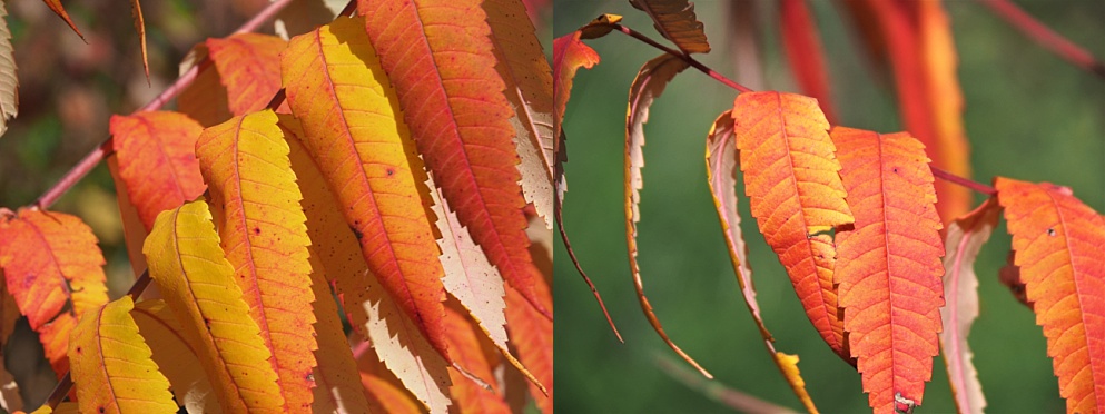 2-photo collage of sumac leaves in fall colours