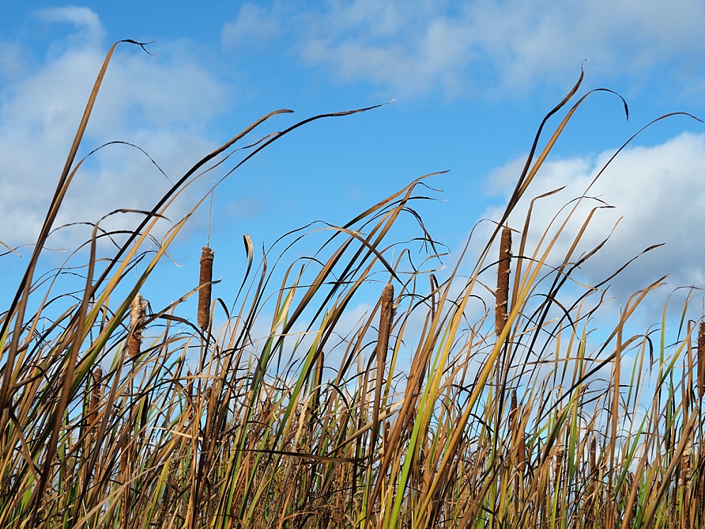 Marsh grasses in autumn colours