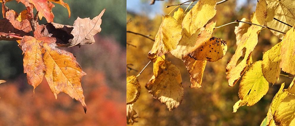 2-photo collage of autumn leaves with similar leaves in background