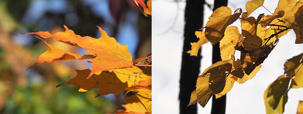 2-photo collage of autumn leaves