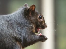 Squirrel eating berry from flame bush.