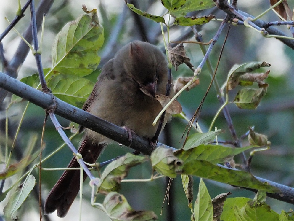 Female northern cardinal pulling winged maple seed off tree
