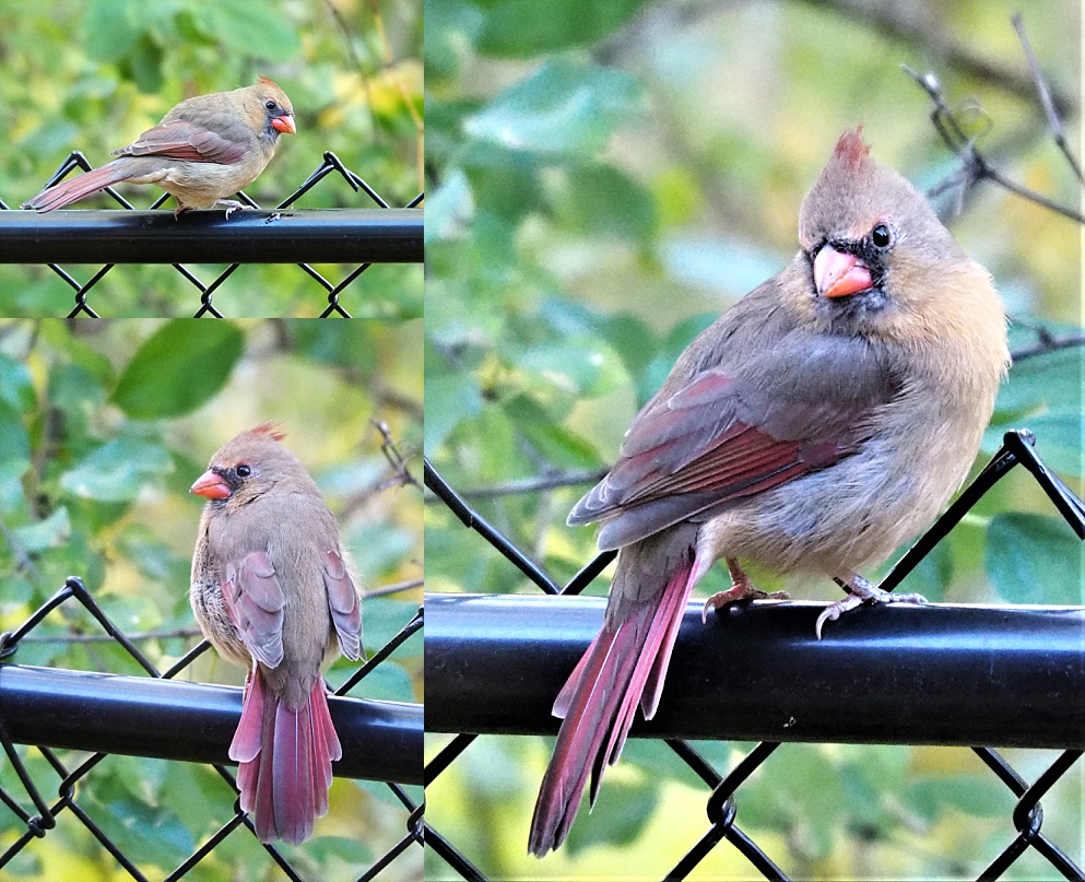 3-photo collage of female northern cardinal on a fence