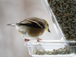 Goldfinch peeking around corner of feeder.