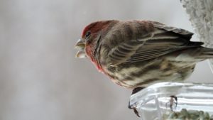 Male house finch with seed in beak