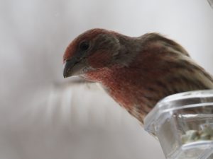 Male house finch with wing blurred in background.