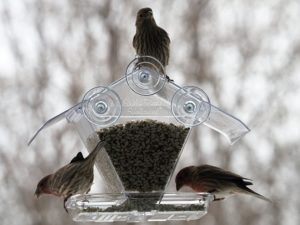 Three house finches at feeder